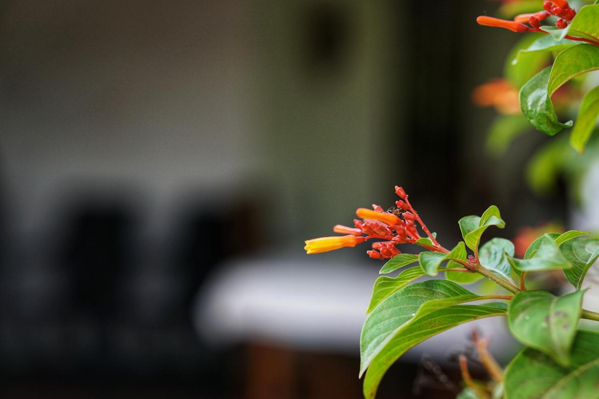 Sashini Homestay Σιγκιρίγια Εξωτερικό φωτογραφία